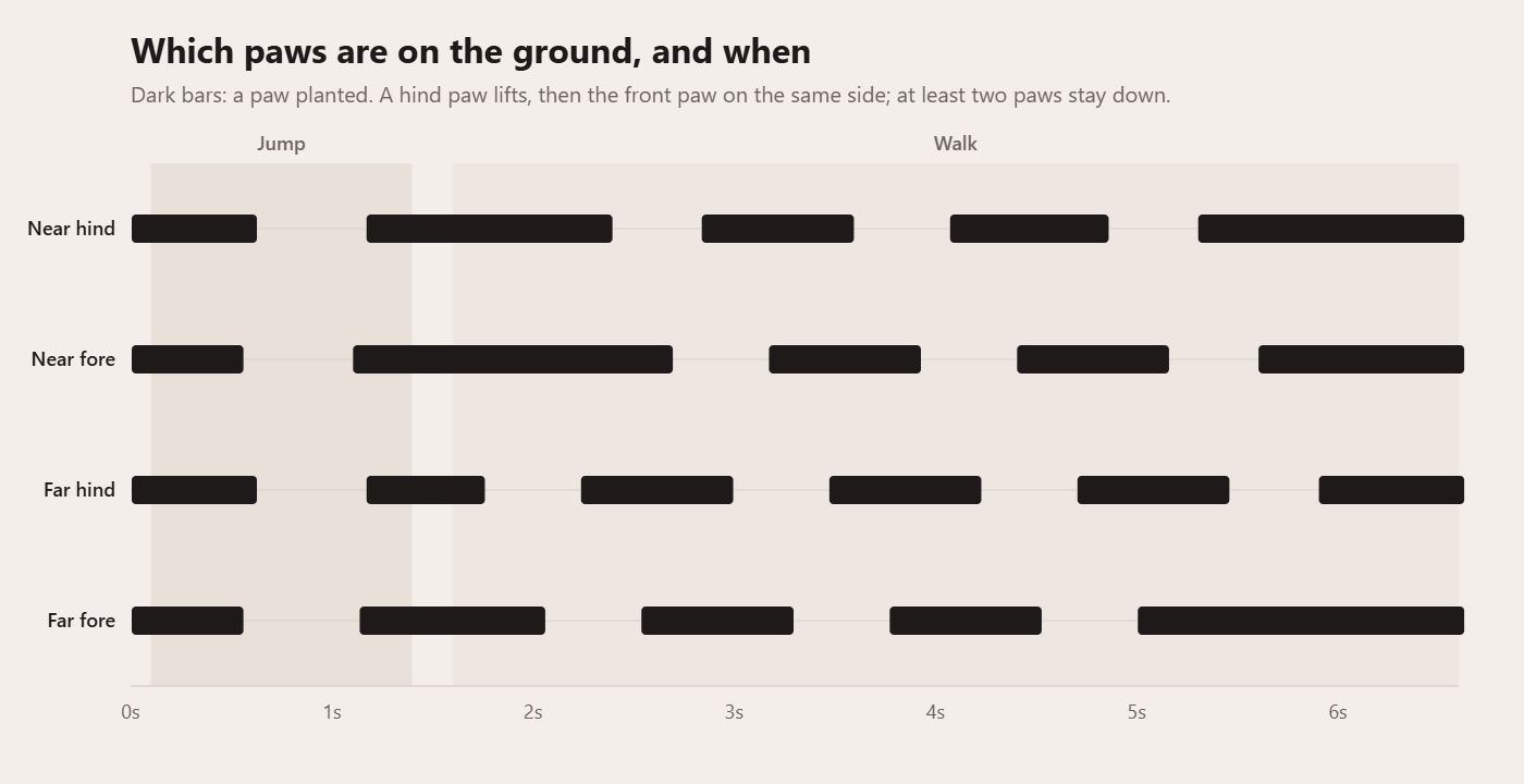 Footfall chart with four lanes, near hind, near fore, far hind and far fore, showing dark bars where each paw is on the ground.