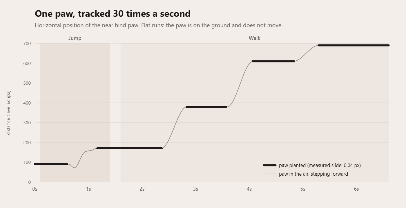 Line chart of one paw's horizontal position over 6.6 seconds: flat thick runs where the paw is planted, rising thin curves where it steps forward.